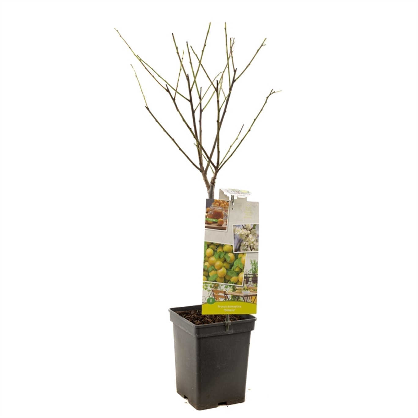 Prunus d. 'Ontario' - C5 60-80 CM Patio